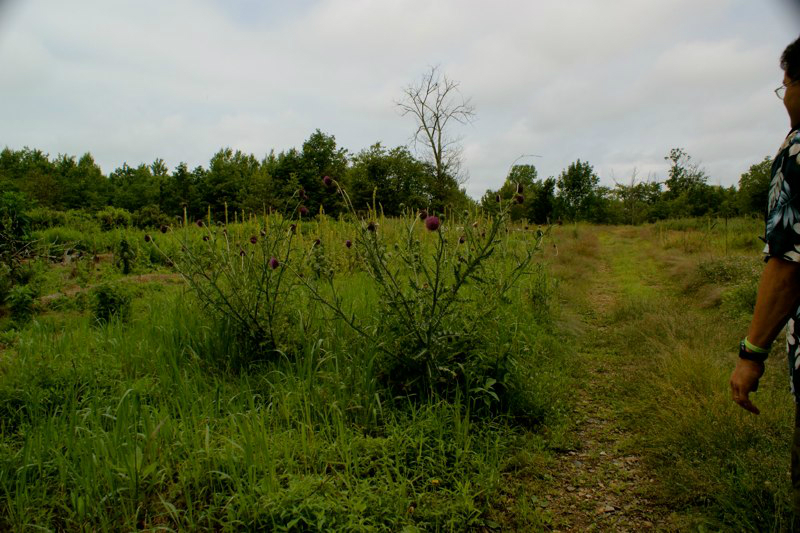 SONY DSC