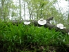 are-these-edible-mushrooms