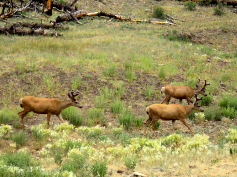 bills-pictures-285