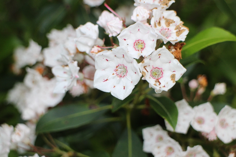 mt-laurel-blooming
