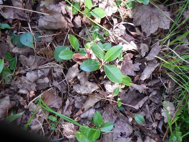 orienteering-with-stu-14