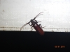 baiting-hallow-pics-16